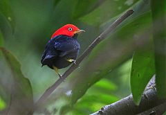 Red-capped Manakin